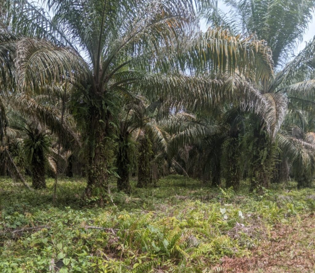 Penampakan Tanaman Kelapa Sawit milik warga yang berada diatas lahan milik Pemprov di Desa Rampoang