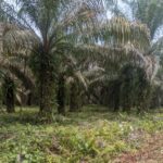 Kepala UPT TPHBUN Sulsel :Status Lahan Pembangunan Markas Batalyon di Luwu Utara, Hibah Milik Pemprov Penampakan Tanaman Kelapa Sawit milik warga yang berada diatas lahan milik Pemprov di Desa Rampoang