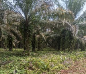 Penampakan Tanaman Kelapa Sawit milik warga yang berada diatas lahan milik Pemprov di Desa Rampoang