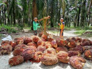 Foto : Aktivitas Petani memanen kelapa sawit miliknya (istimewa)