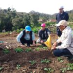 Bupati Luwu Utara Tinjau Pengembangan Bibit Kentang di Wilayah Pegunungan : Perkuat Ketahanan Pangan