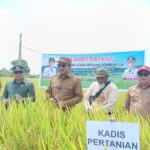 Bupati Luwu Utara Panen Padi Perdana Bersama Petani di Desa Lara, Dorong Luwu Utara Jadi Lumbung Pangan IMG-20260824-WA0006