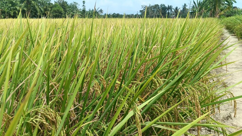 Foto : Padi di Area persawahan milik warga Dusun Sitindukang, Desa Lara, Kecamatan Baebunta Selatan. Meski hanya menggunakan mesin pompa air, kualitas padi milik para petani terbilang baik