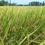 Petani di Desa Lara Manfaatkan Sumur Bor Untuk Mengairi Persawahan : Hasilkan Gabah 7 Hingga 9 Ton Per Hektar